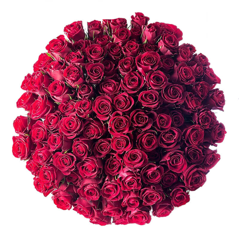 100 Roses Giant Bouquet