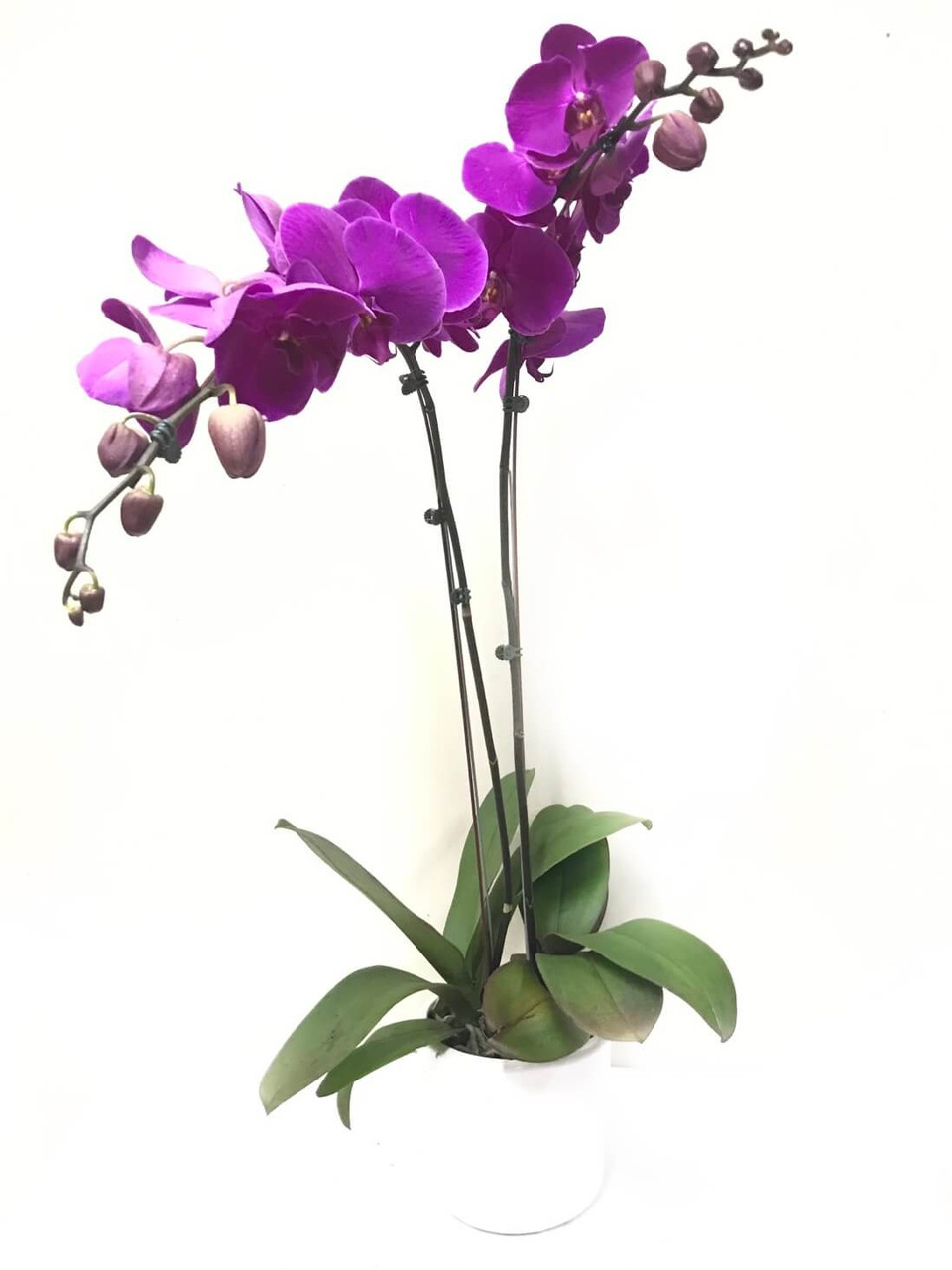 Father's Day Orchids Delivery