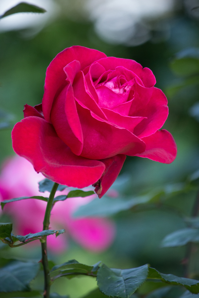 Ecuadorian Rose