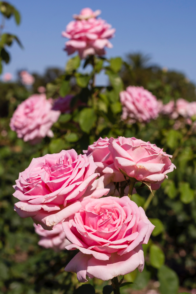 Ecuadorian Roses