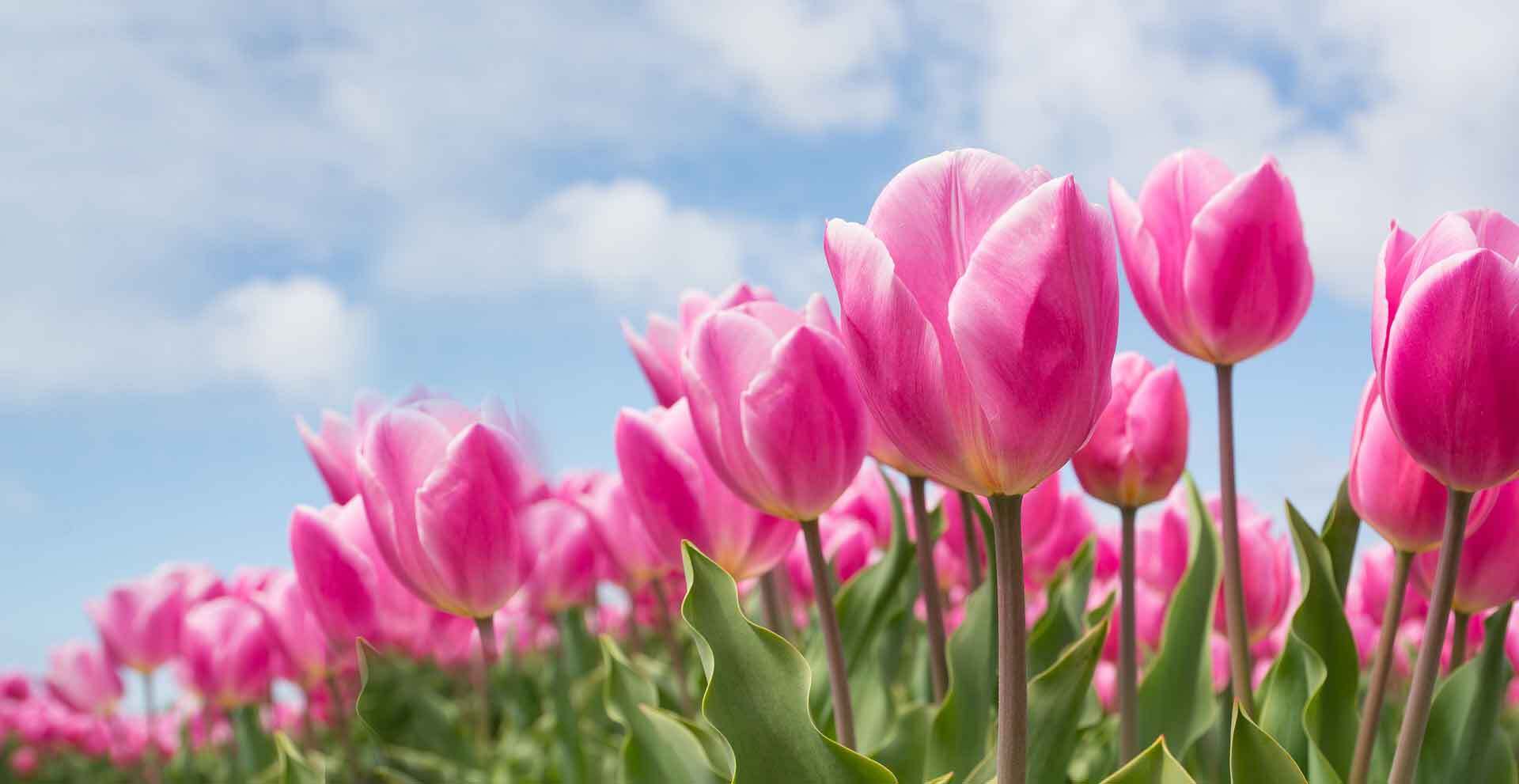 Holland Tulips delivery in the Philippines