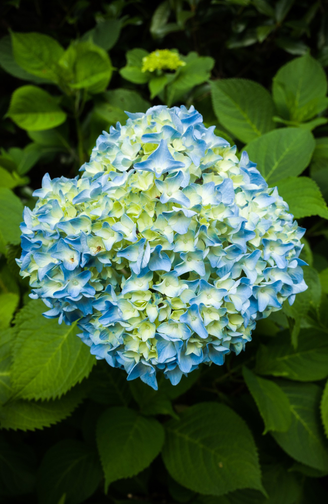 Hydrangeas Delivery