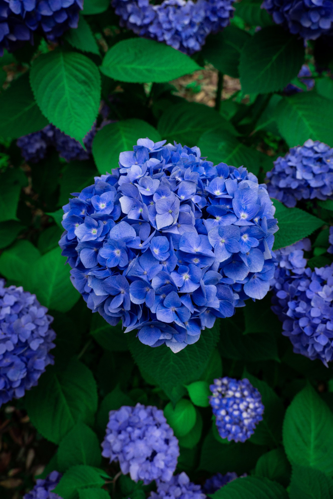 Hydrangeas