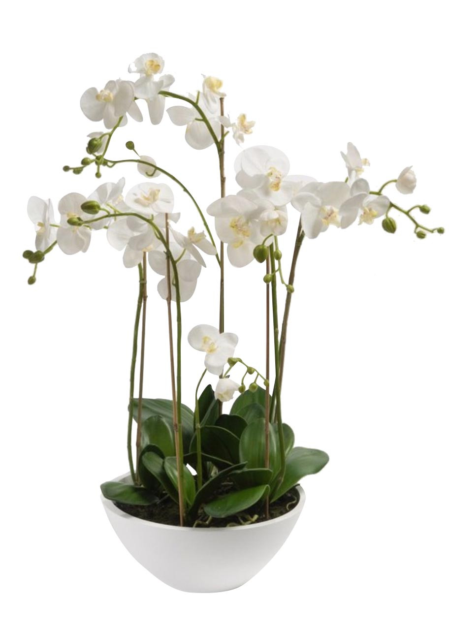 Potted Orchids Arrangement