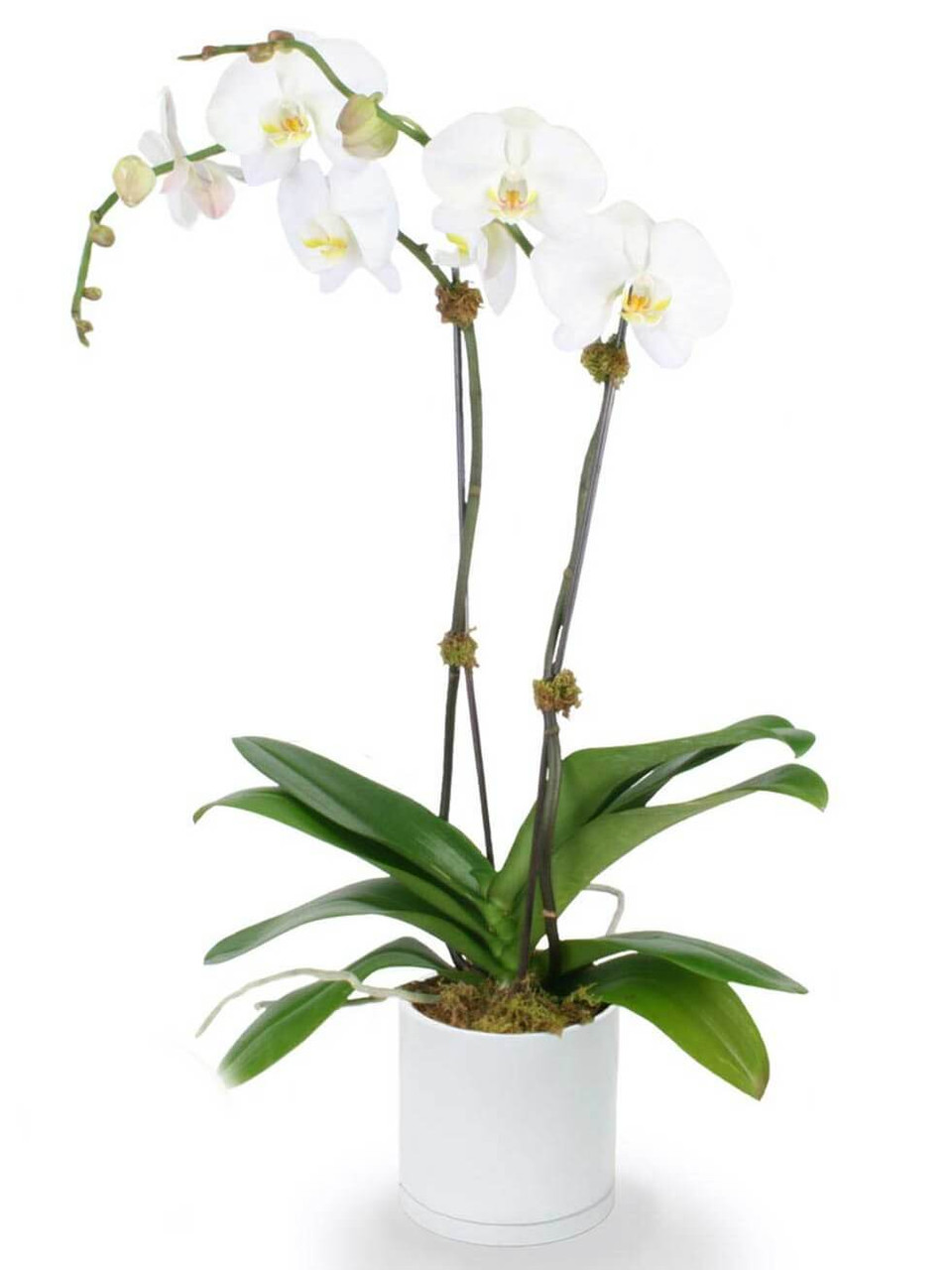 Two Potted Orchids