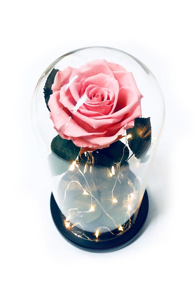 Pink Preserved Rose Glass Dome