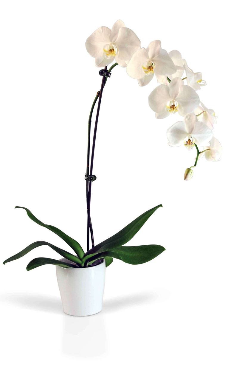 Send Orchid Father's Day 