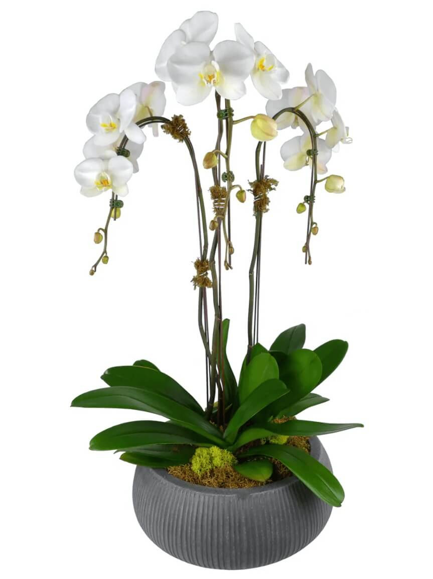 Orchids for Funeral