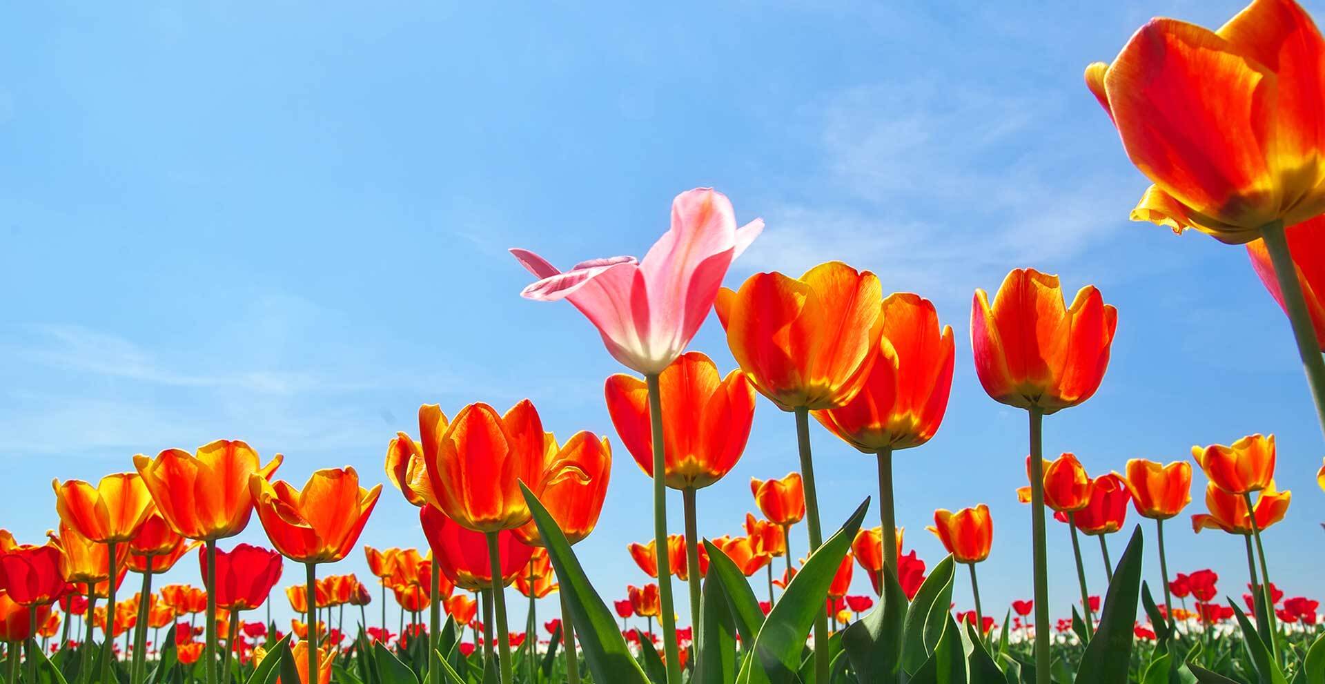 Tulips delivery in the Philippines