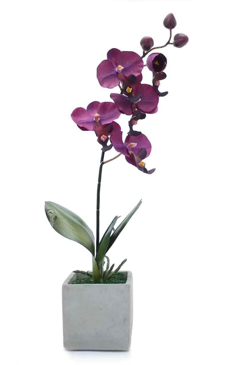 Potted Violet Orchid