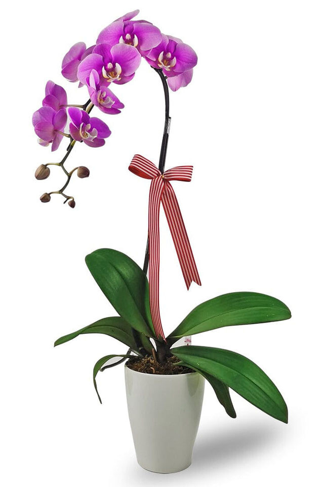 Potted Orchid Violet Purple Potted Orchid