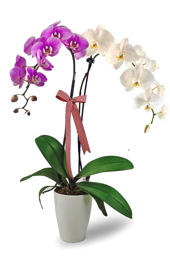 Orchid Delivery